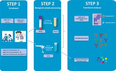 Natural SARS-CoV-2 Infection Affects Neutralizing Activity in Saliva of Vaccinees